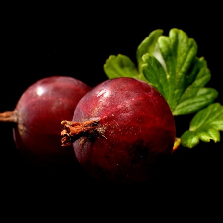 Captivator gooseberry