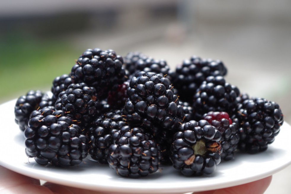 Mûrier sans épines Black Satin