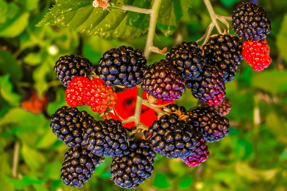 Mûrier sans épines Black Satin