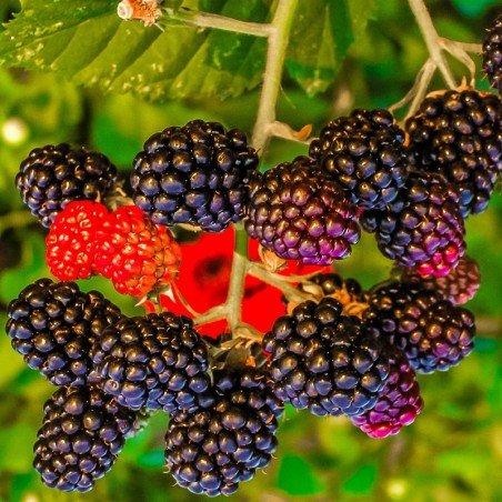 Thornless Blackberry Black Satin