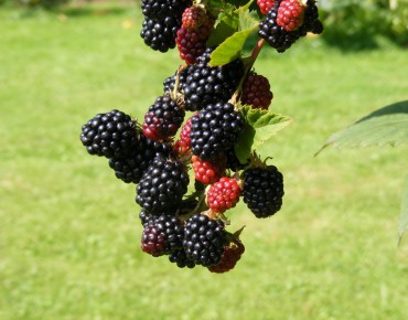 Thornless Blackberry Black Satin