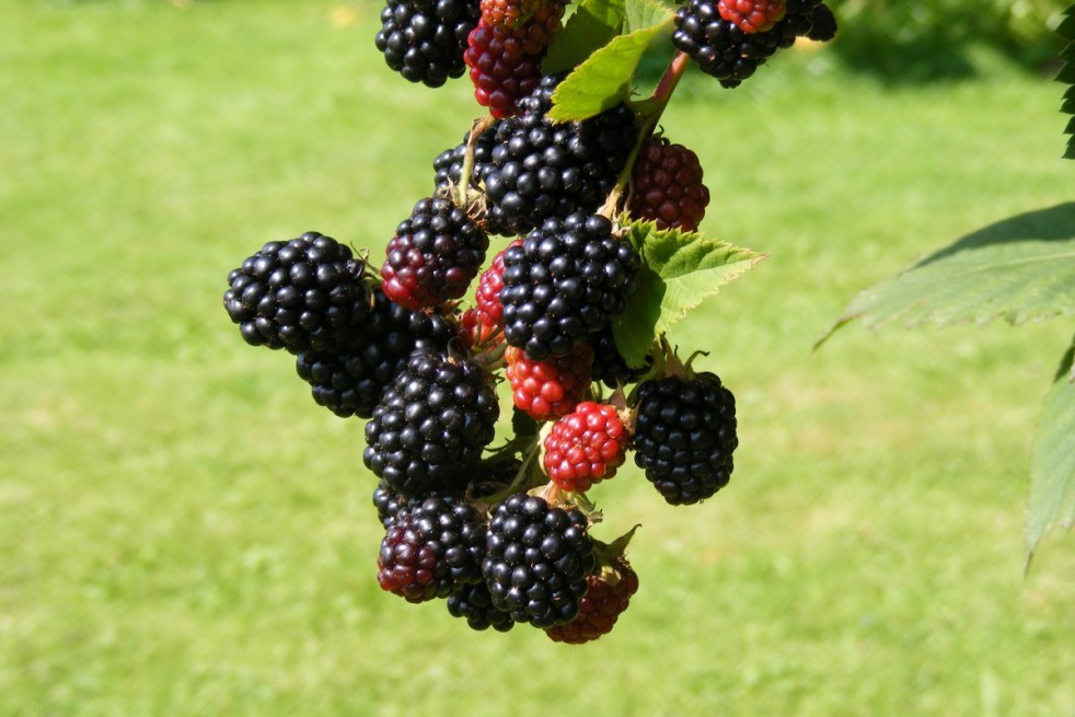 Thornless Blackberry Black Satin