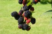 Mûrier sans épines Black Satin