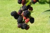 Thornless Blackberry Black Satin