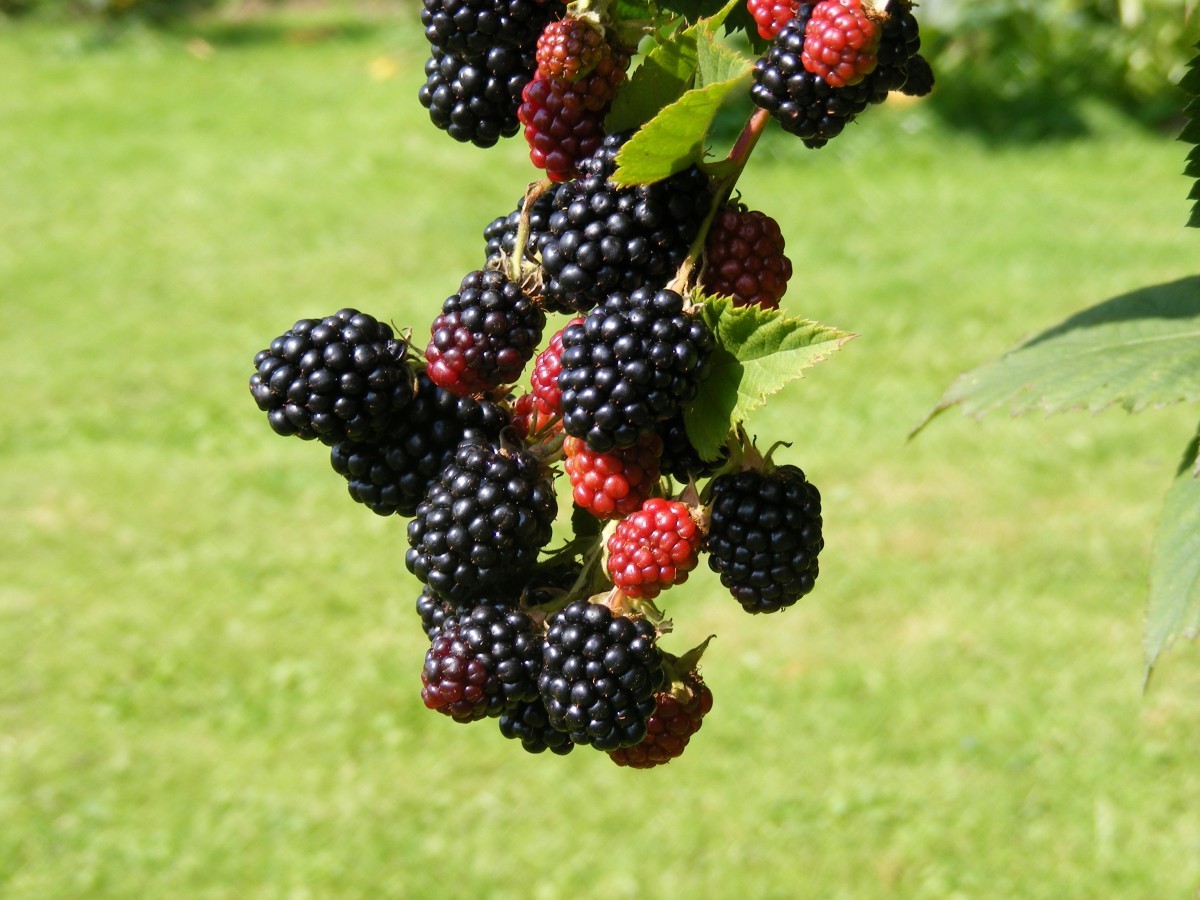 Thornless Blackberry Black Satin