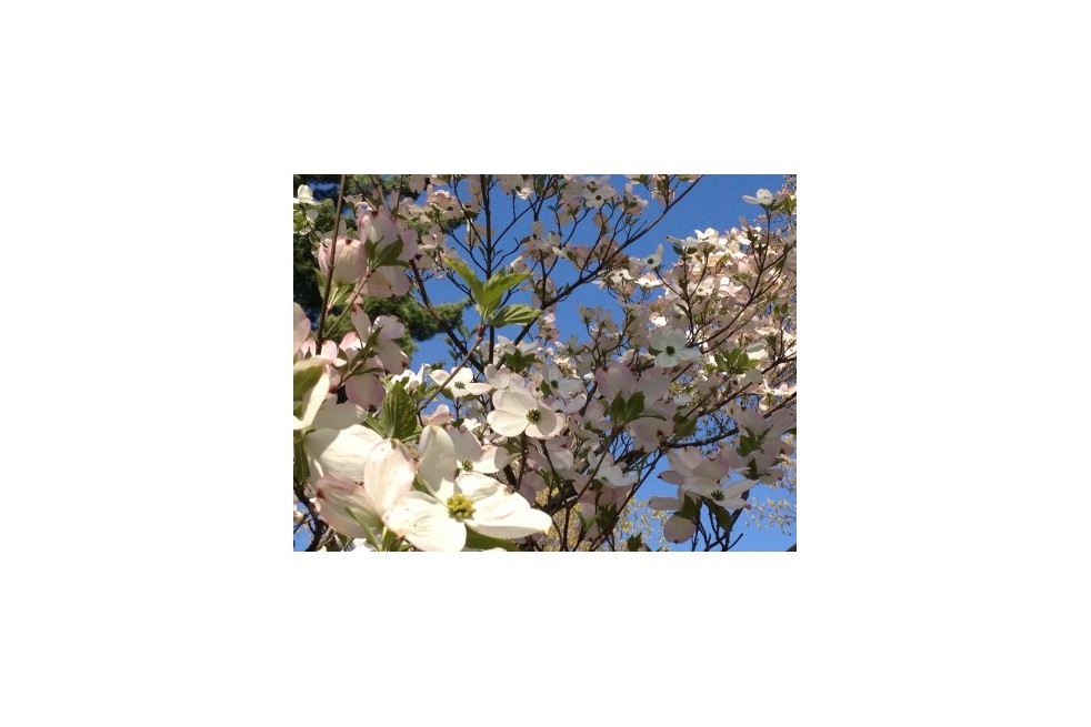 Cornus_florida