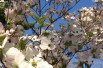 Cornus_florida