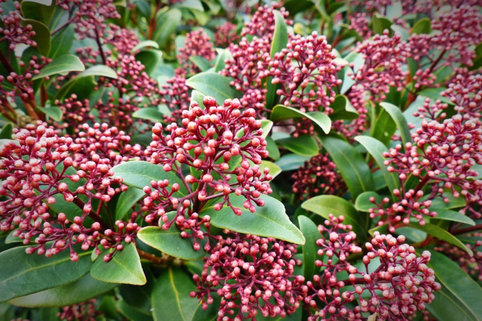 Skimmia du Japon