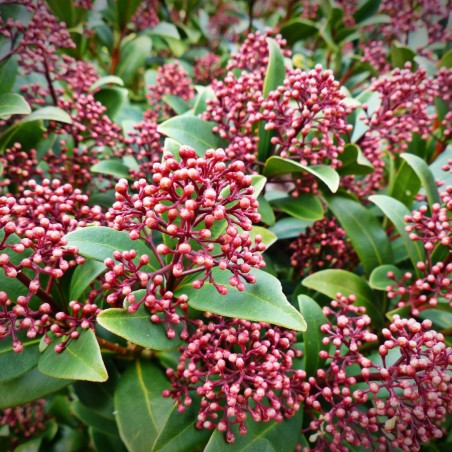 Skimmia du Japon