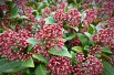 Skimmia du Japon