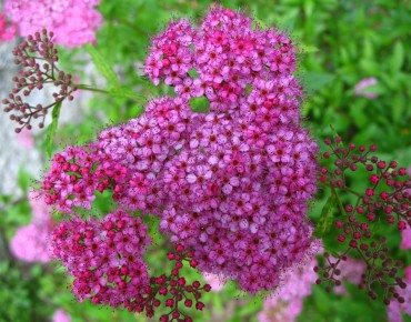 Meadowsweet Anthony Waterer