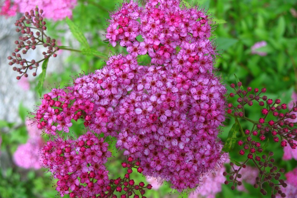 Japanese Spirea Anthony Waterer Spiraea Japonica Anthony Waterer