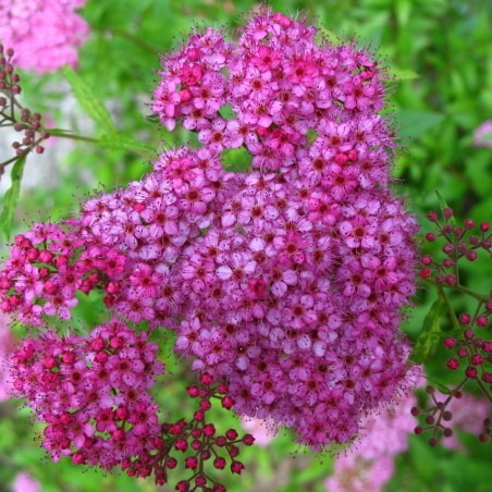 Meadowsweet Anthony Waterer