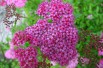 Meadowsweet Anthony Waterer