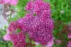 Meadowsweet Anthony Waterer