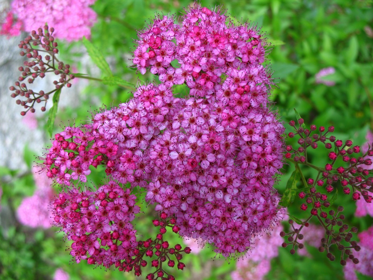 Japanese spirea Anthony Waterer