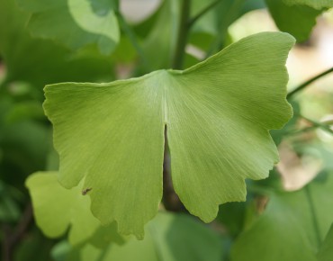 gingko_biloba