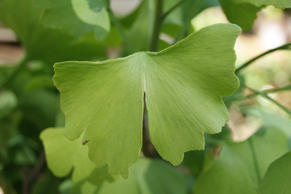 gingko_biloba