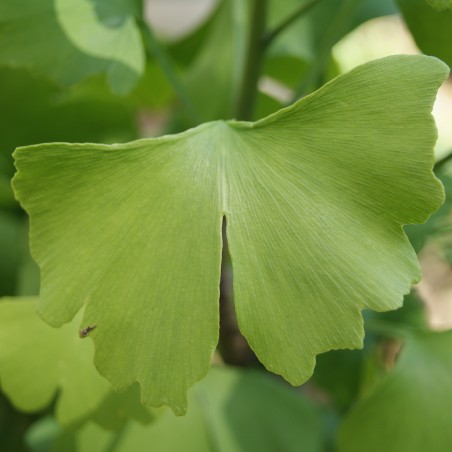 Ginkgo Biloba - Japanese Notenboom - Boom