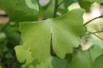gingko_biloba