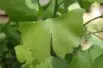 gingko_biloba