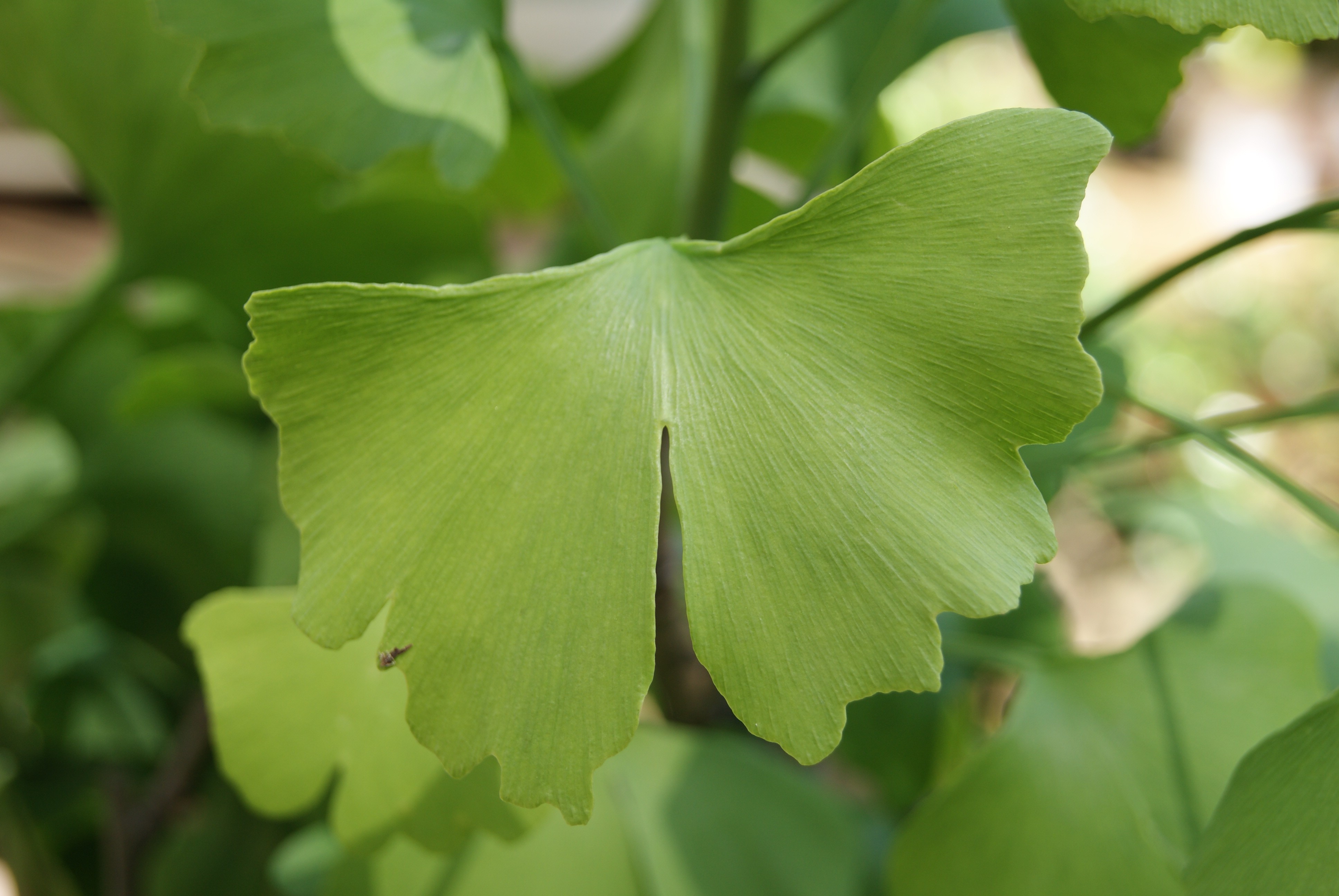 Maidenhair Tree