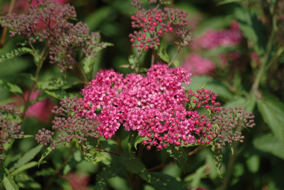 Meadowsweet Anthony Waterer