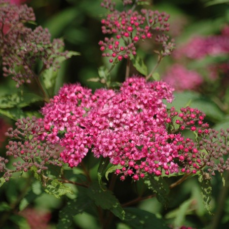 Spirée Anthony Waterer