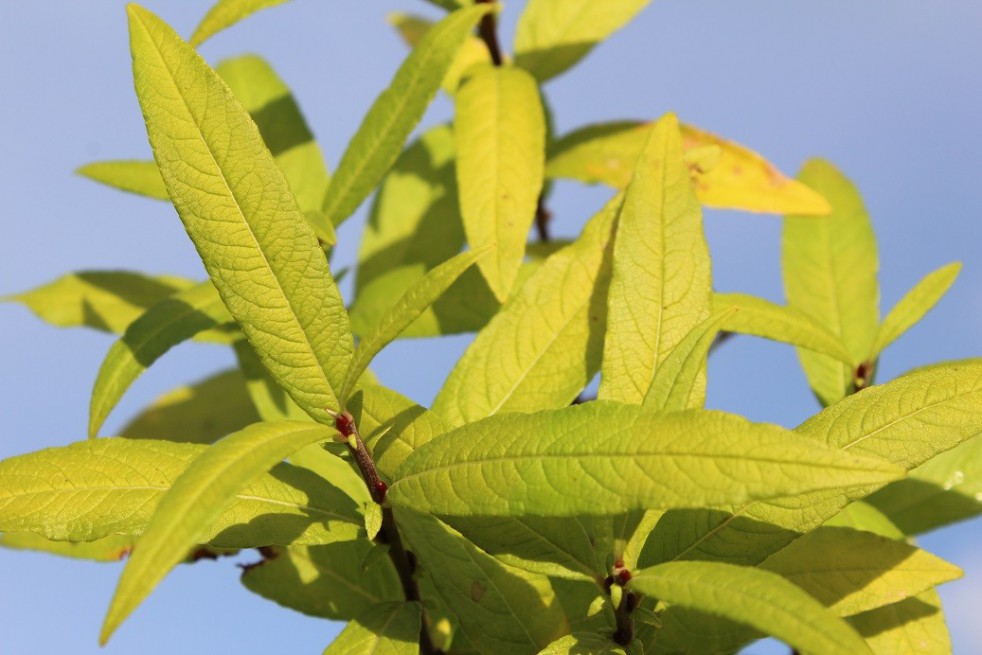 Saule de Sakhaline Golden Sunshine®