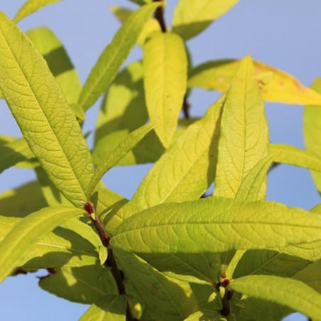 Golden Sunshine Sakhalin Willow®