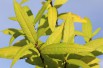 Saule de Sakhaline Golden Sunshine®