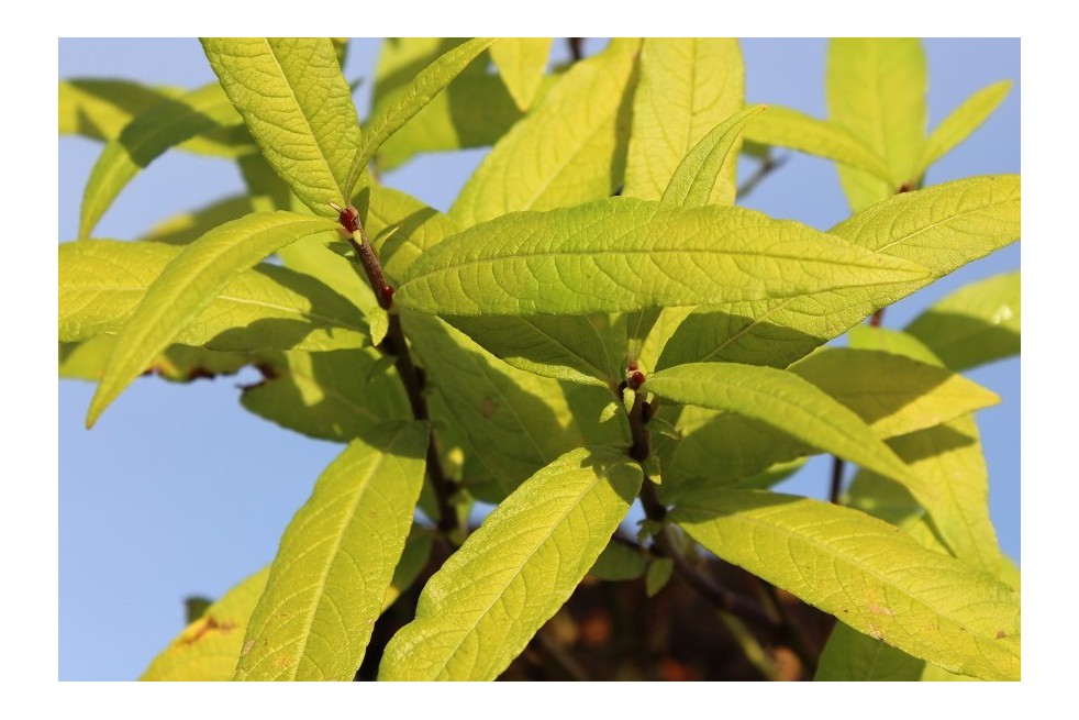 Saule de Sakhaline Golden Sunshine®