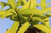 Saule de Sakhaline Golden Sunshine®