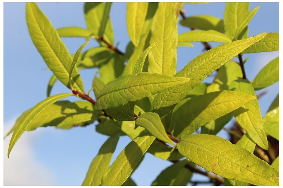 Saule de Sakhaline Golden Sunshine®
