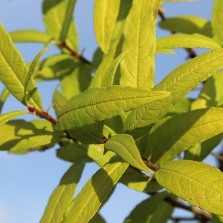 Saule de Sakhaline Golden Sunshine®