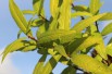 Saule de Sakhaline Golden Sunshine®