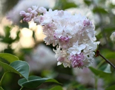 Lilas Beauté de Moscou