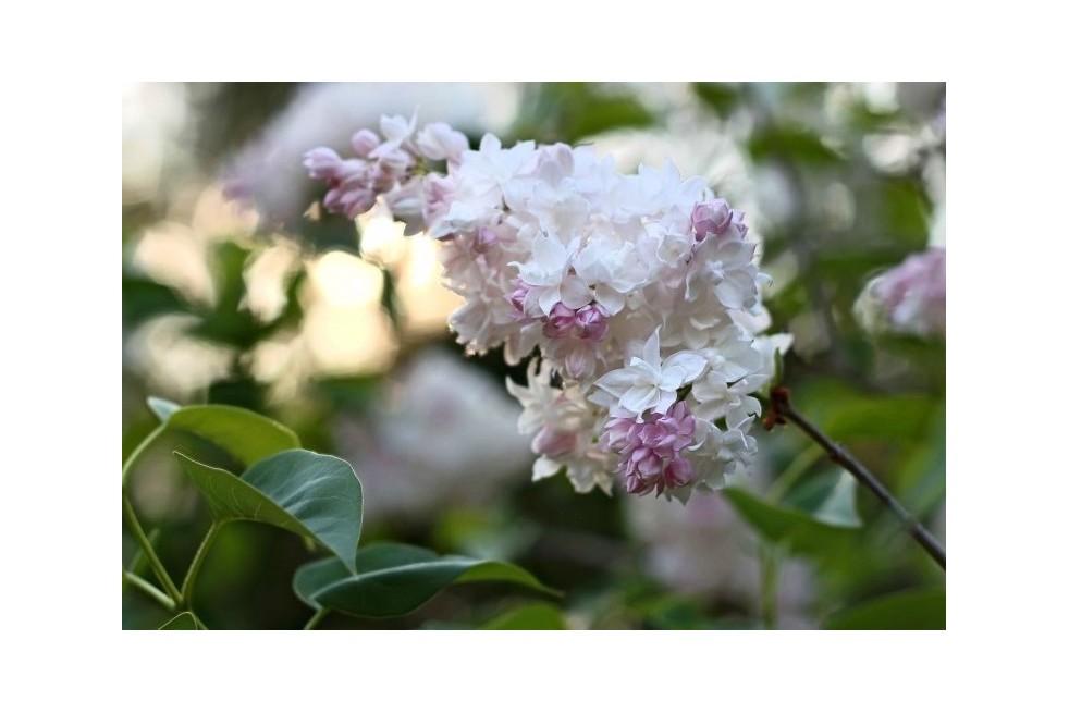 Beauty of Moscow Lilac Beauty of Moscow Lilac