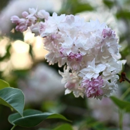 Beauty of Moscow Lilac