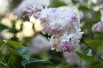 Lilas Beauté de Moscou