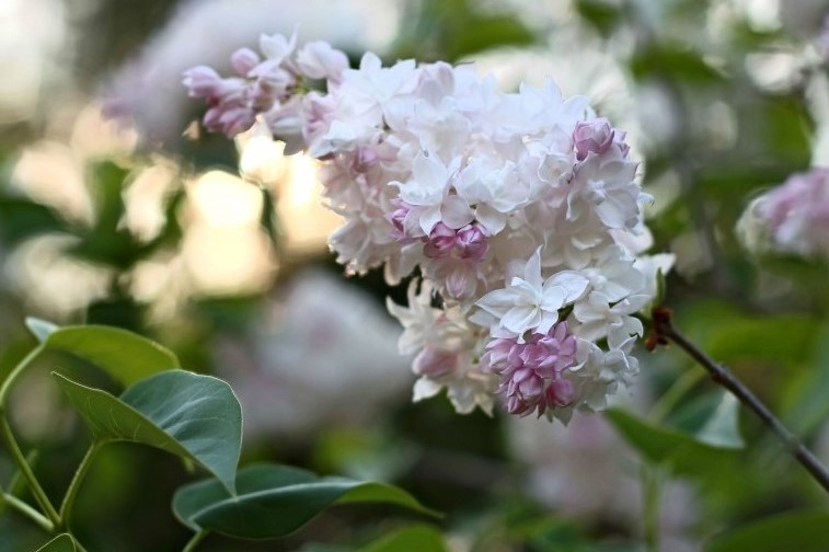 Lilas Beauté de Moscou