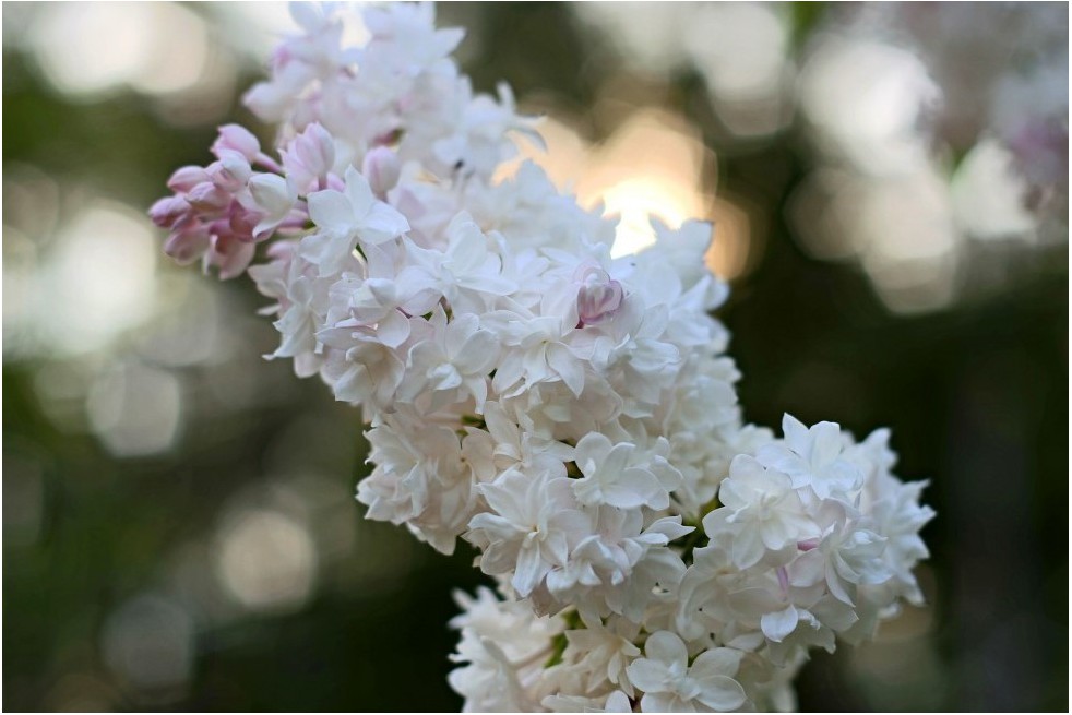 Lilas Beauté de Moscou