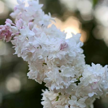 Lilas Beauté de Moscou
