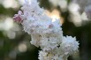 Beauty of Moscow Lilac