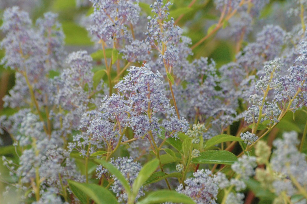 Lilas de Californie Gloire de Versailles