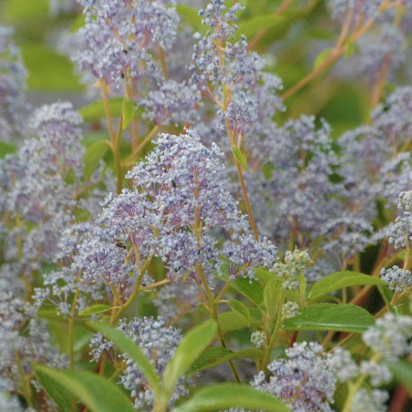 California Lilac Gloire de Versailles