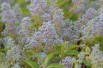 Lilas de Californie Gloire de Versailles