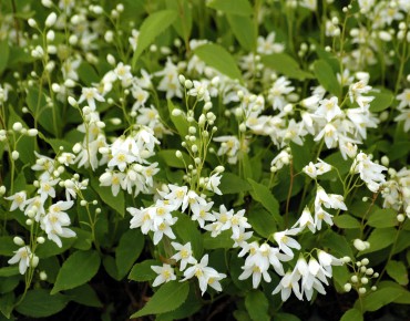 Deutzie gracilis Nikko