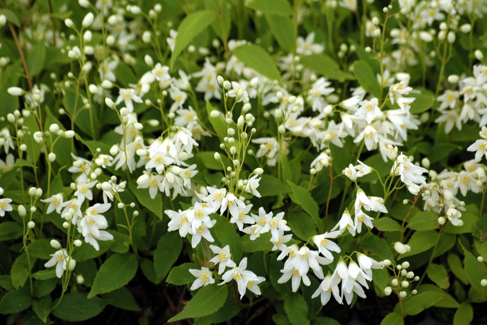 Deutzie gracilis Nikko