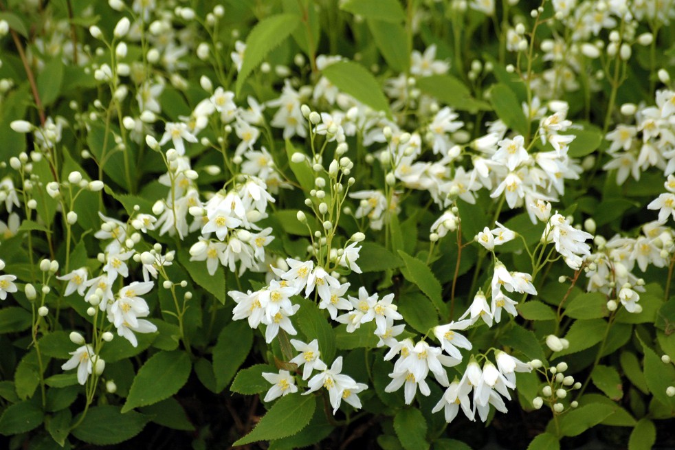 Slender deutzia Nikko